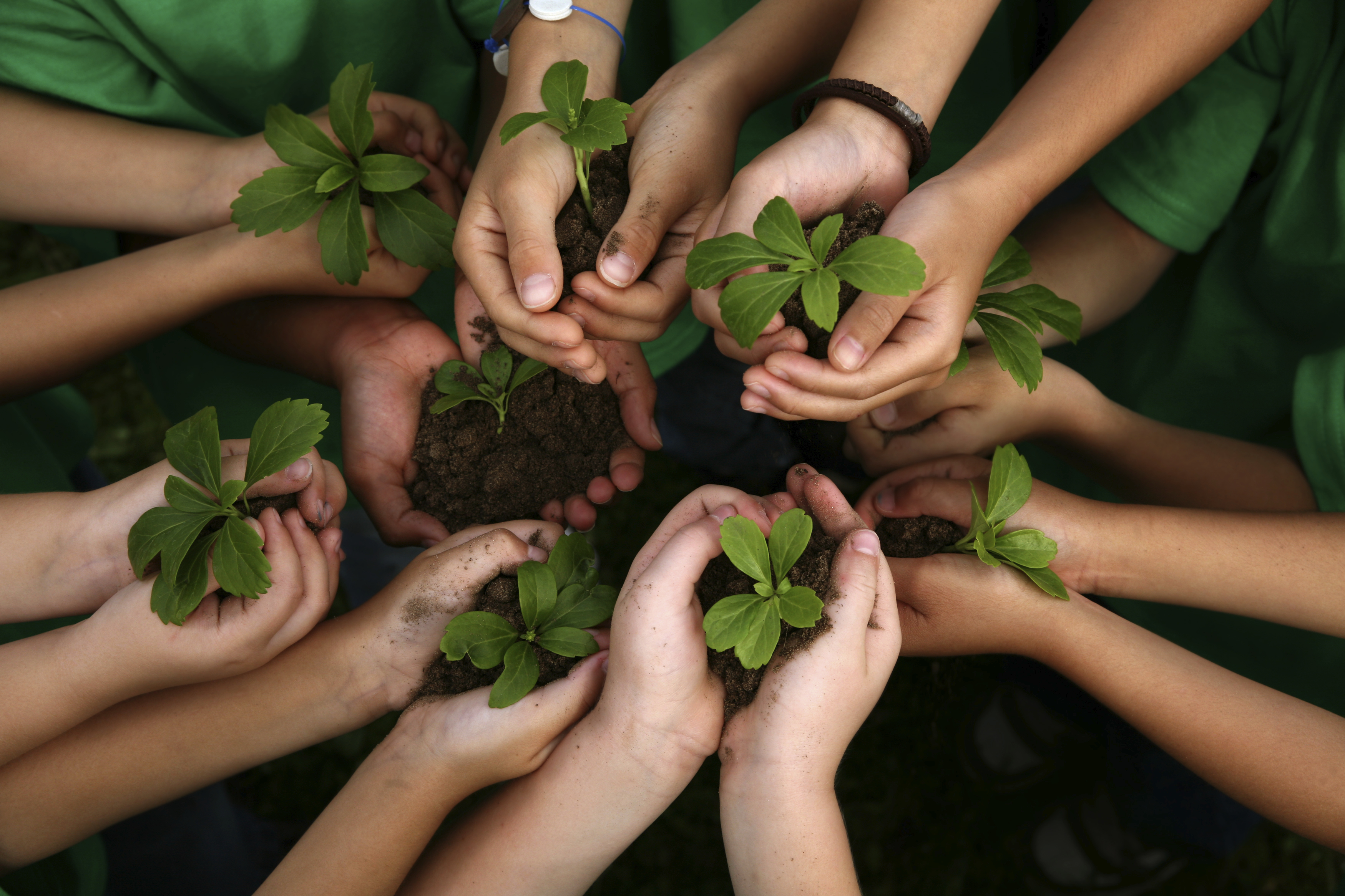 Children's hands holding seedlings